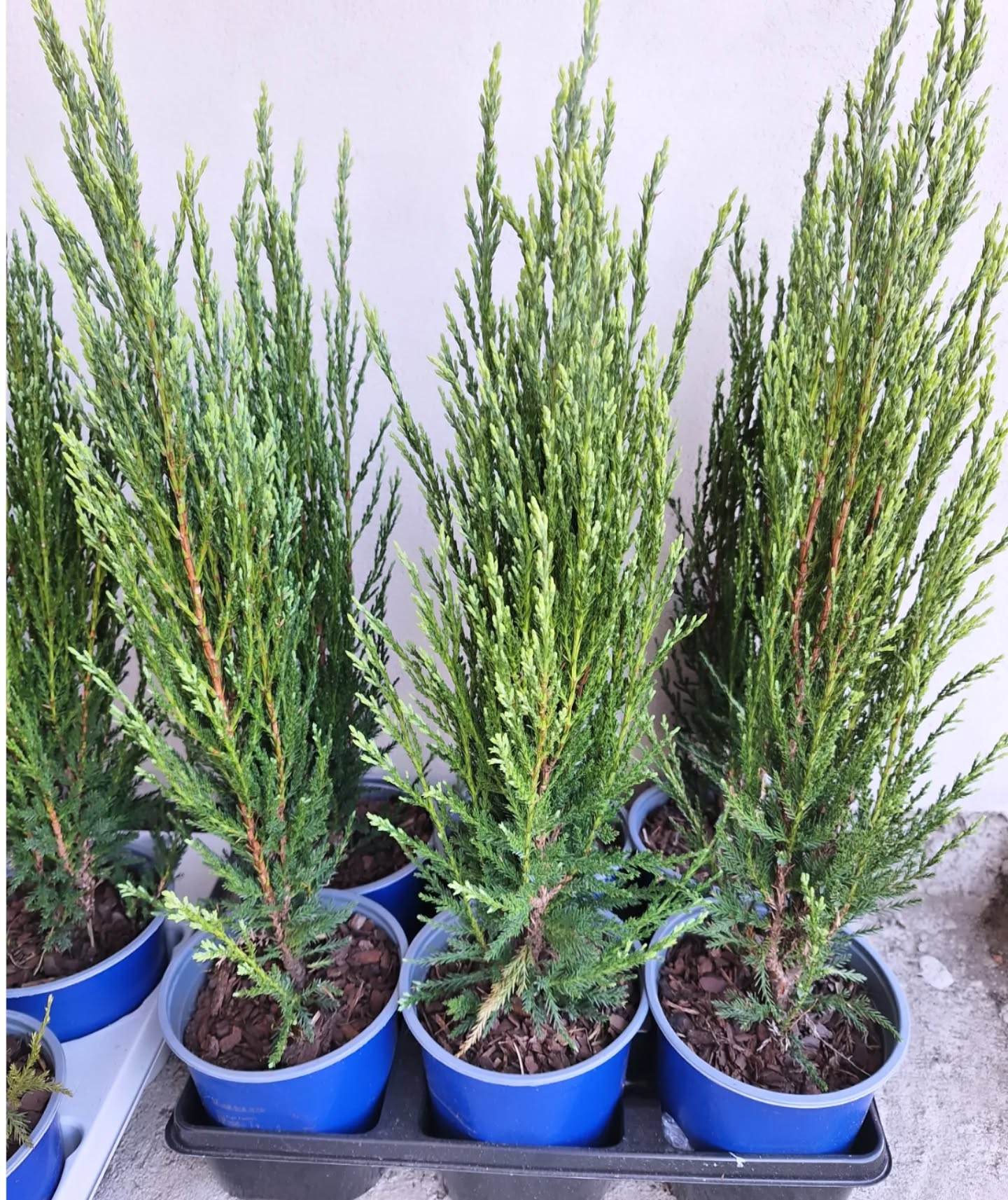 Juniperus scopulorum ‘Skyrocket’