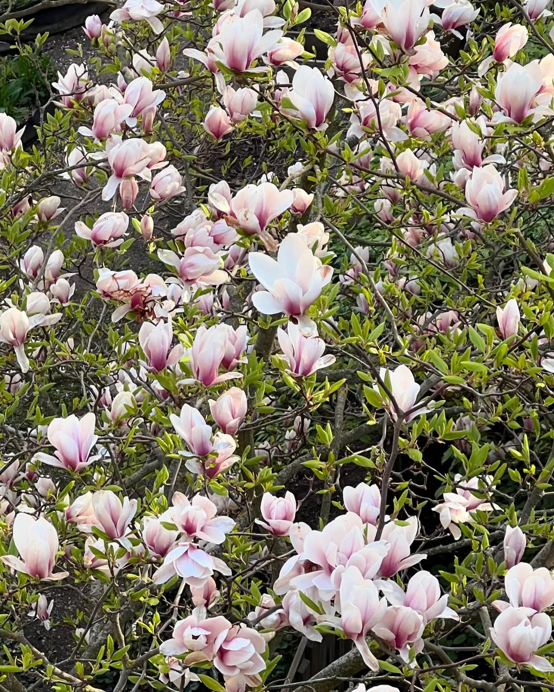 Magnolia grandiflora