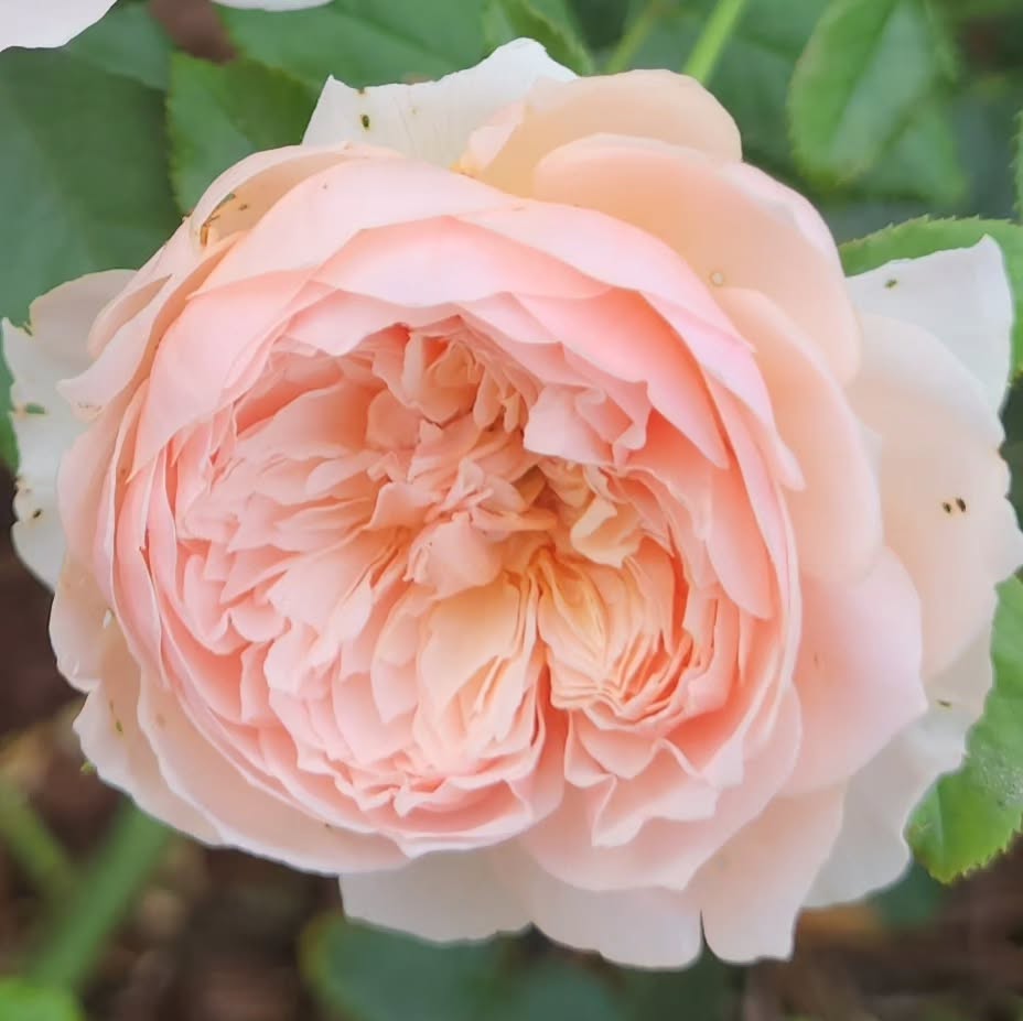 Japanese Rose - flowers starting with J