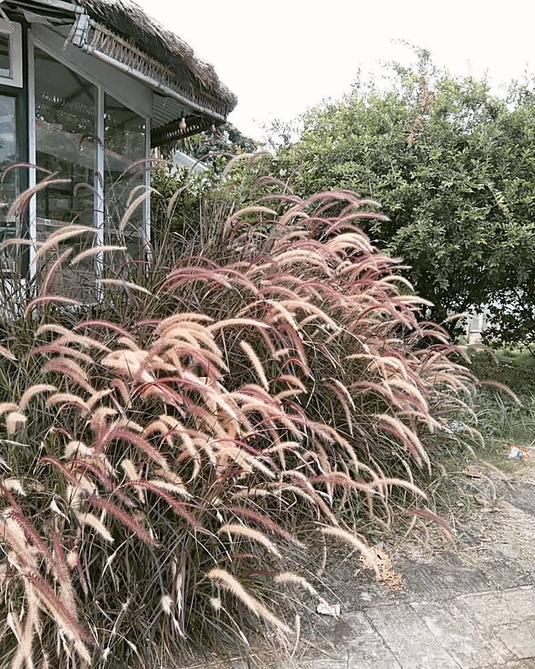 Purple Fountain Grass (Pennisetum setaceum ‘Rubrum’)