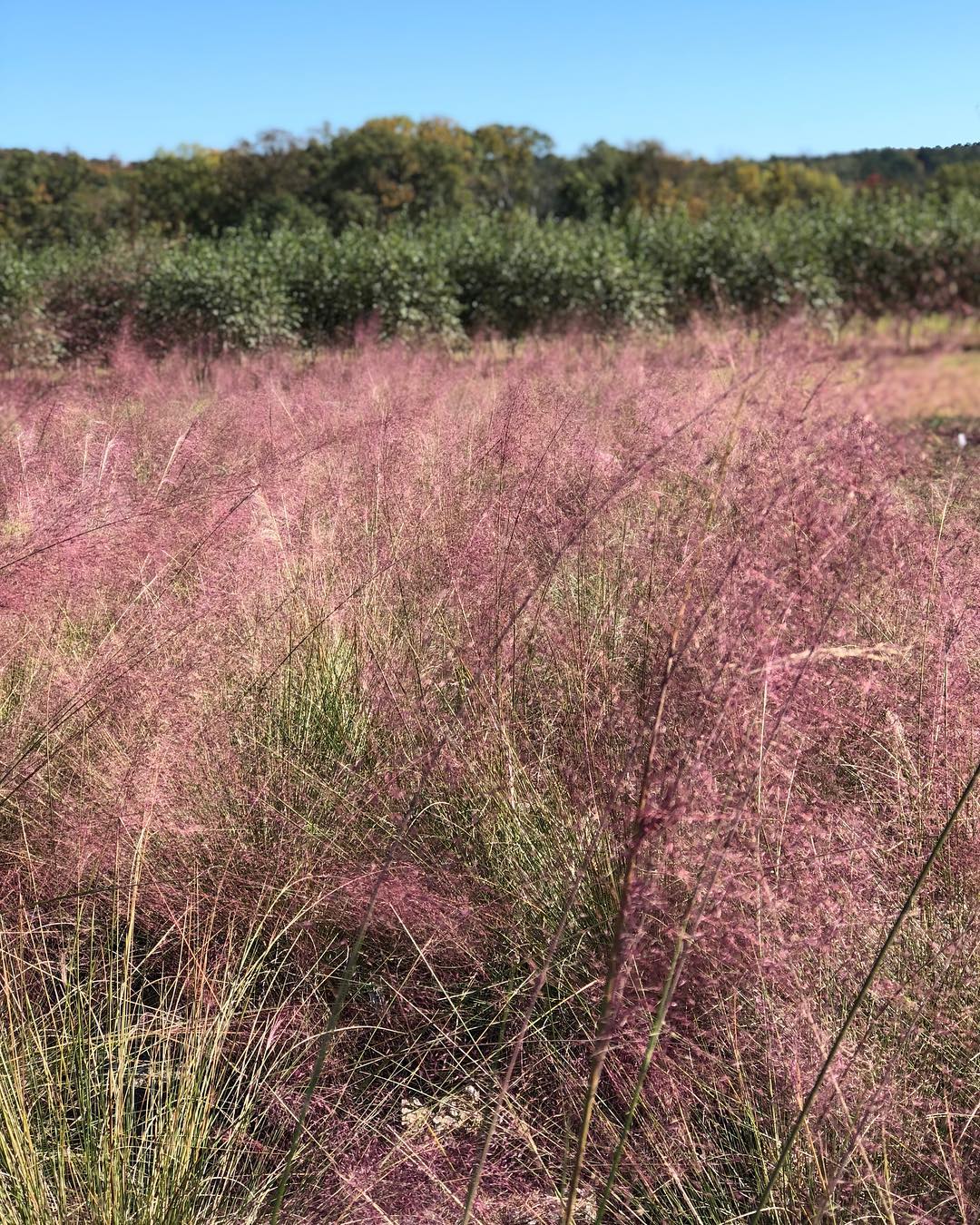Muhly Grass