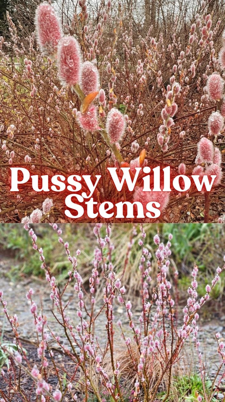 Pussy Willow Stems: Your Complete Guide to Growing, Decorating, and Preserving