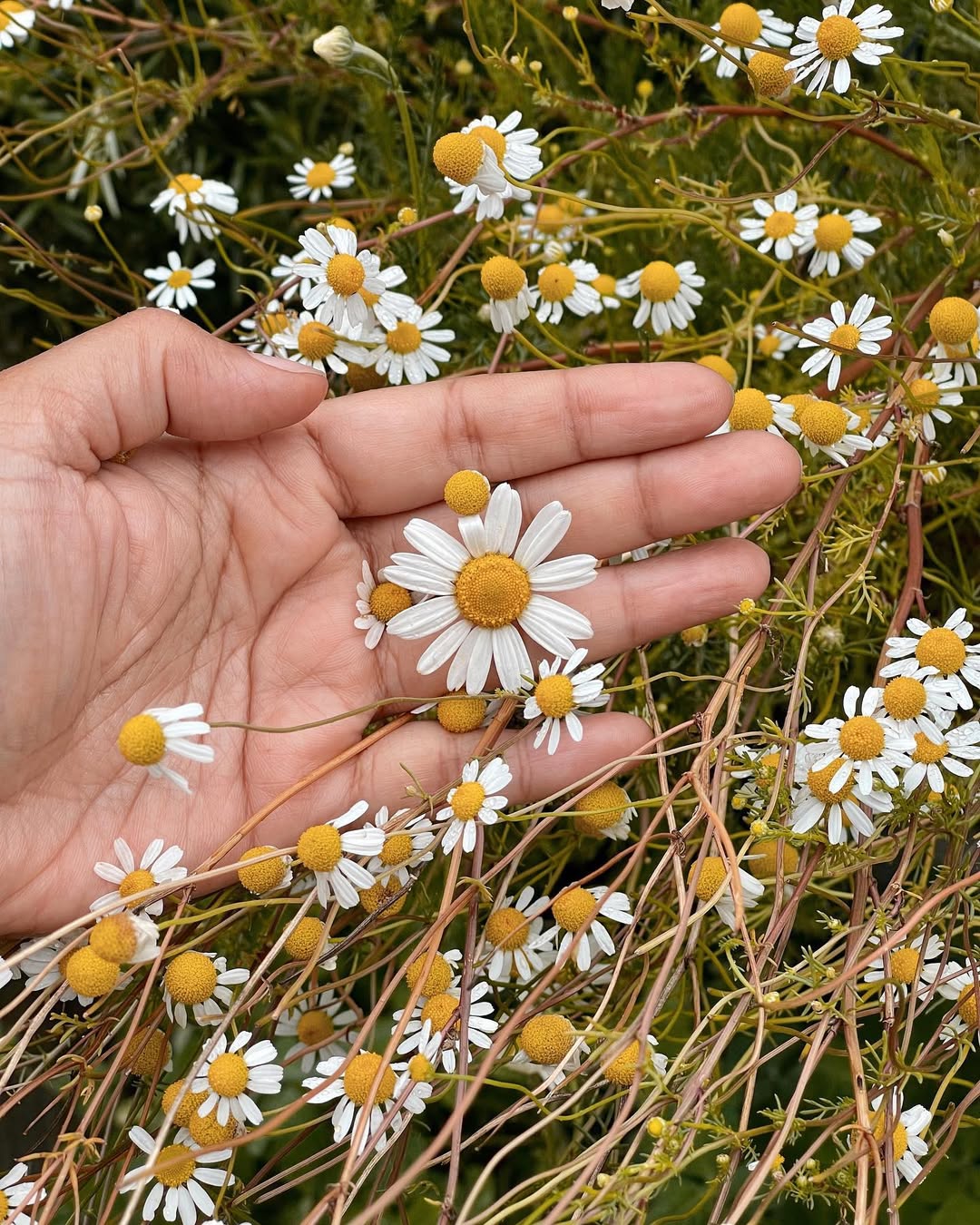 Roman Chamomile (Chamaemelum nobile)