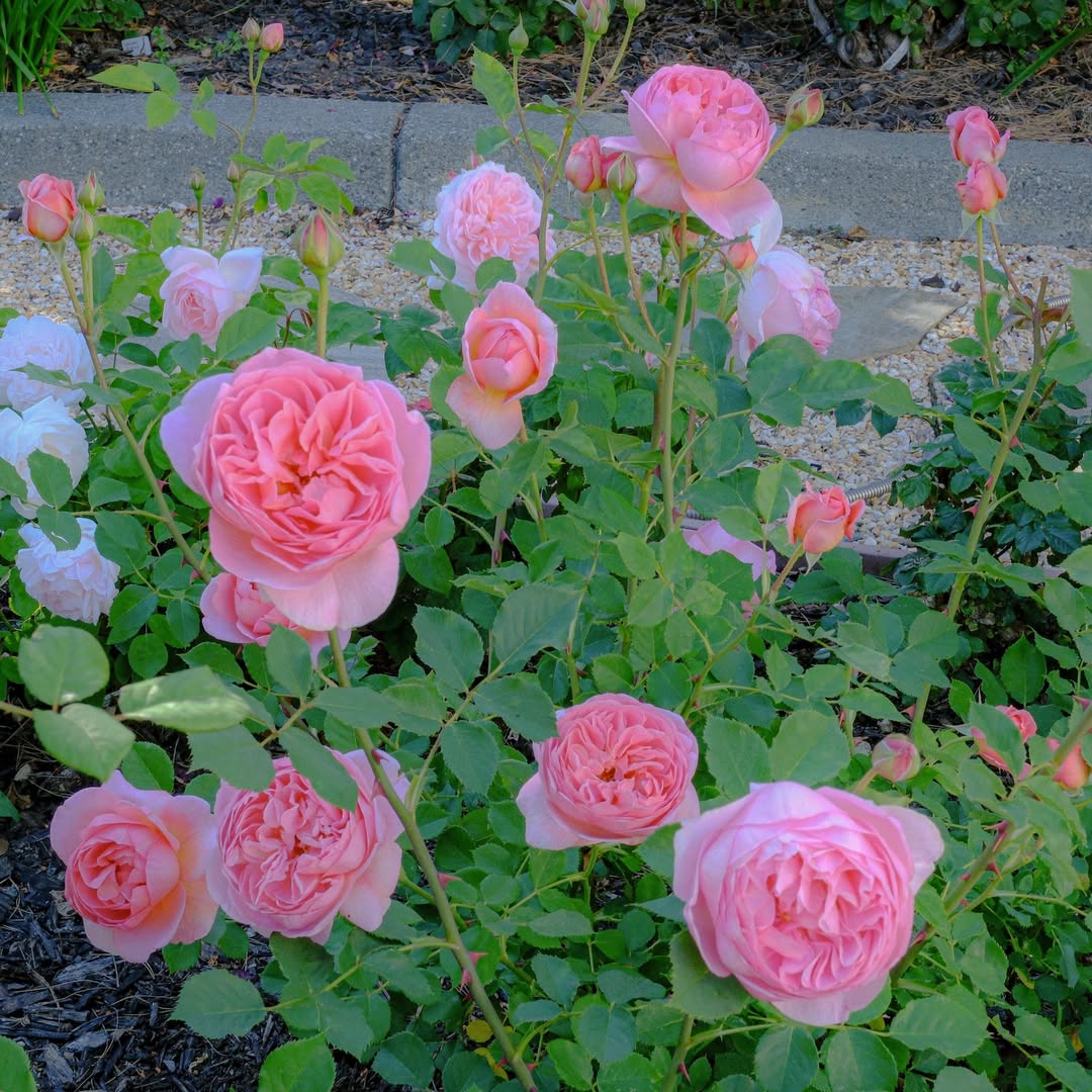 Shrub Rose (Rosa spp.)