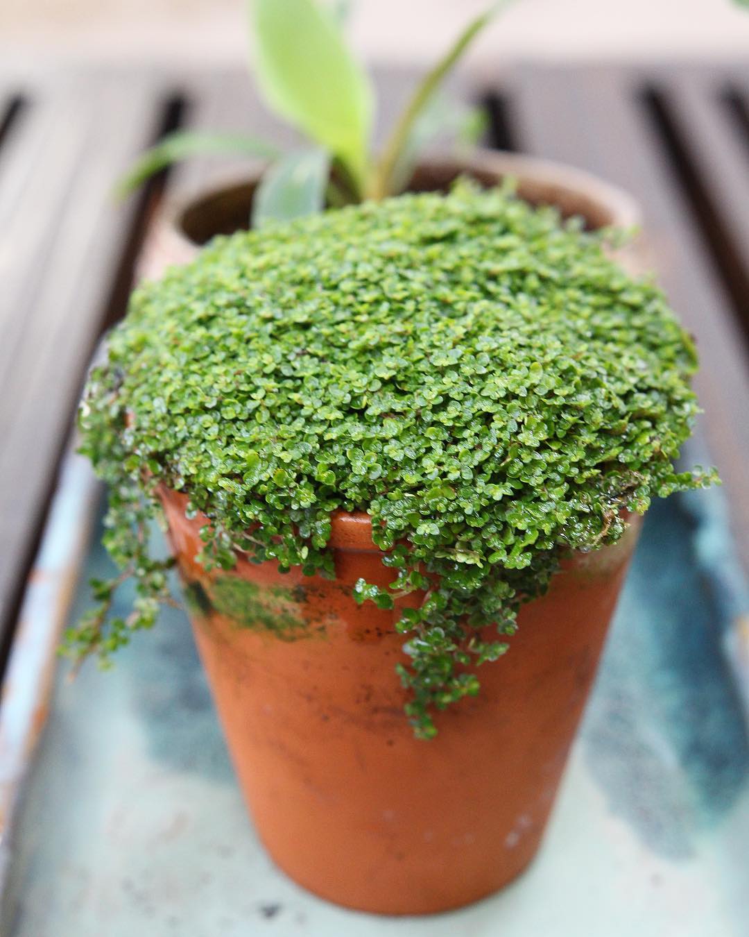 Soleirolia Soleirolii