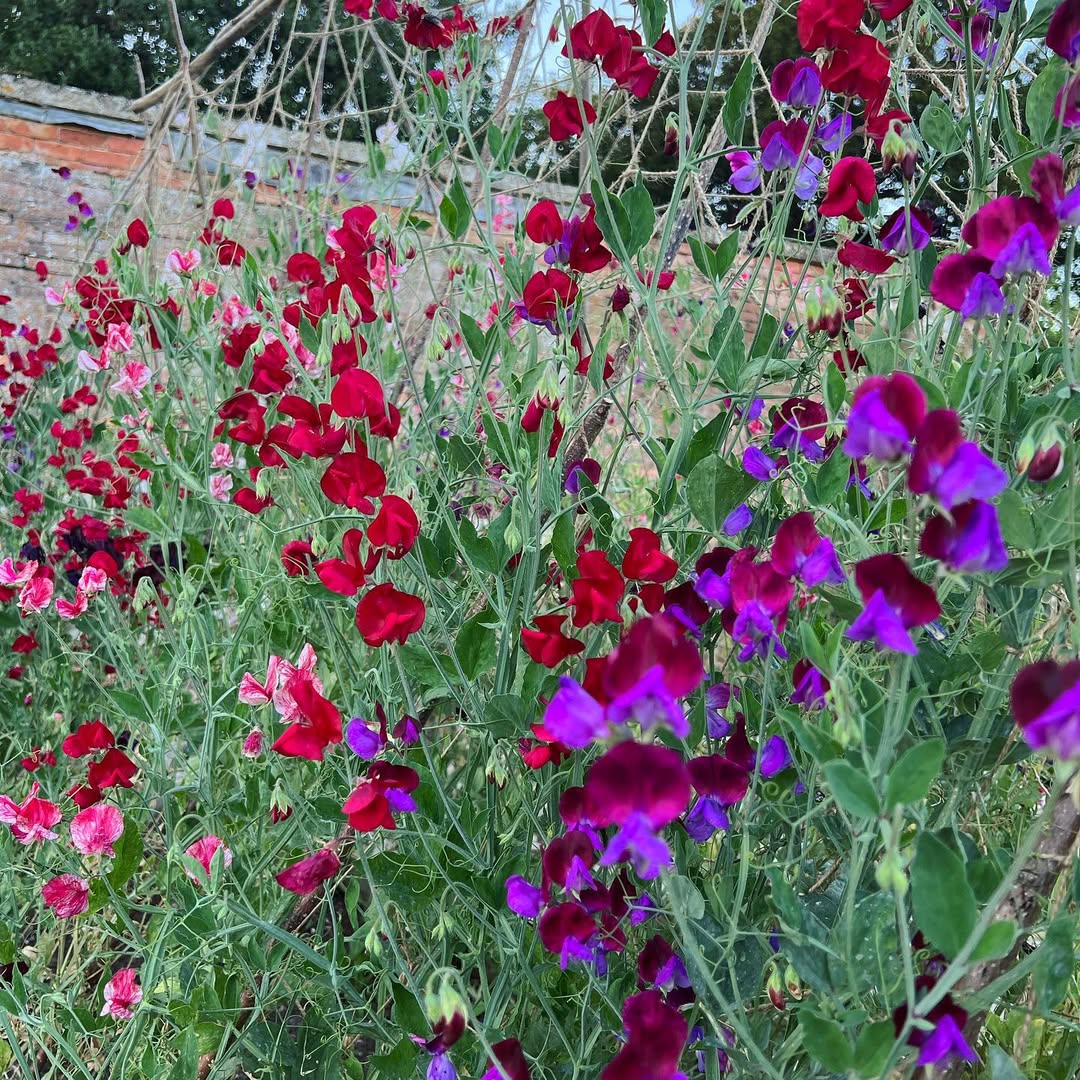 Sweet Pea (Lathyrus odoratus)