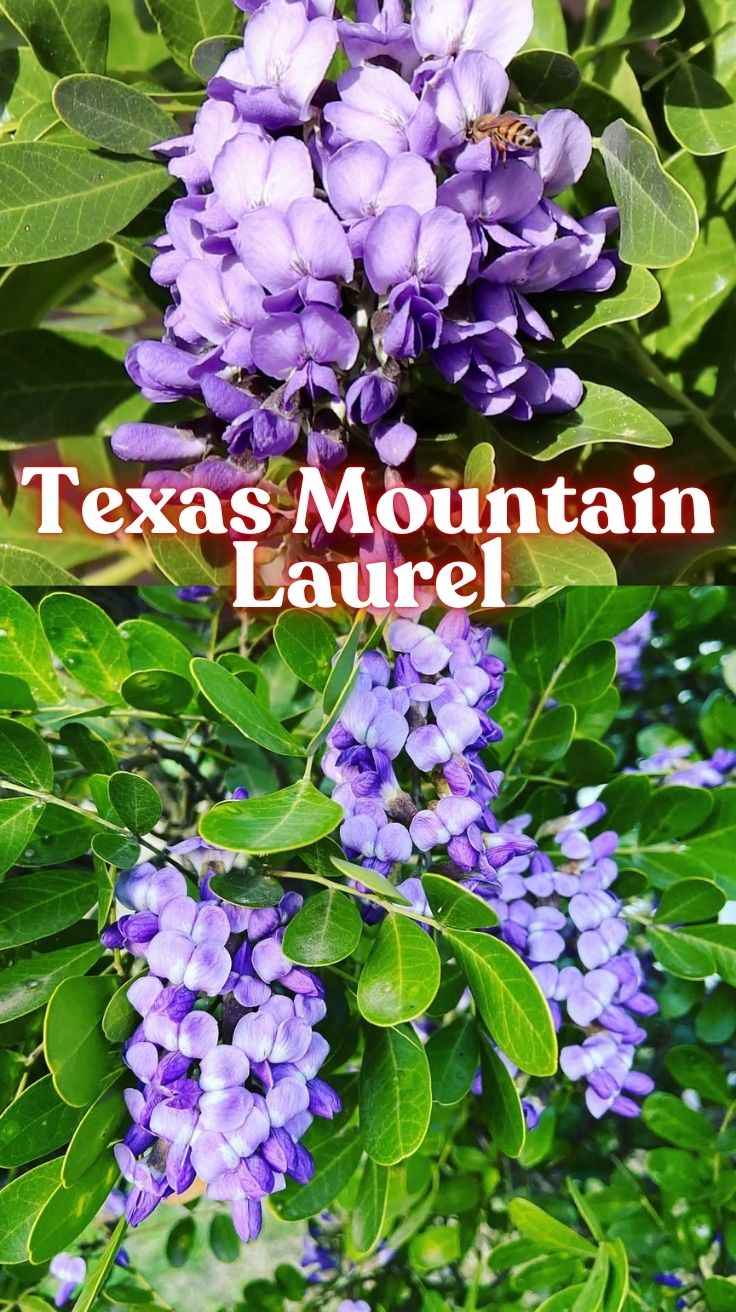 Texas Mountain Laurel: A Gardener’s Guide to Growing This Fragrant Beauty