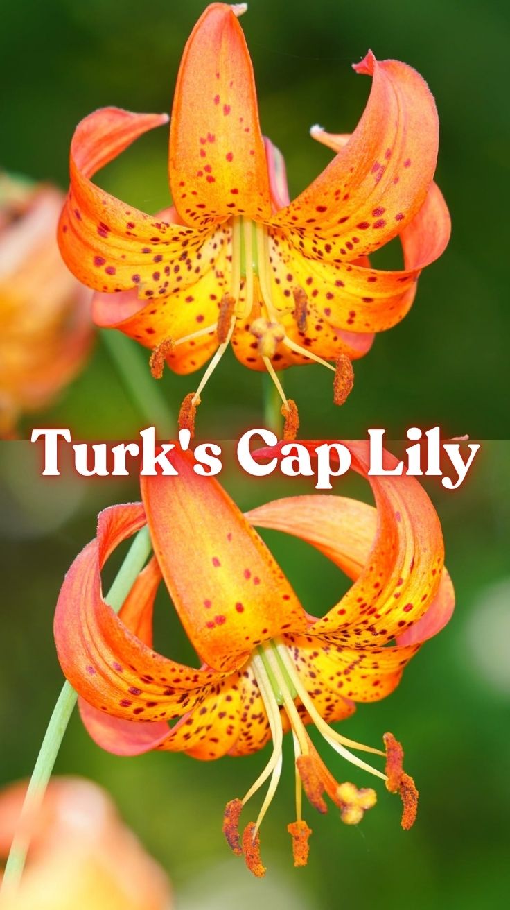 Turk's Cap Lily: How to Grow and Care for This Stunning Native Plant