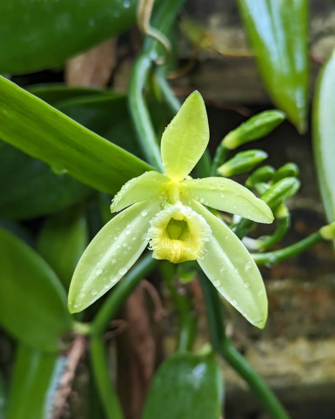 Vanilla Orchid (Vanilla planifolia)