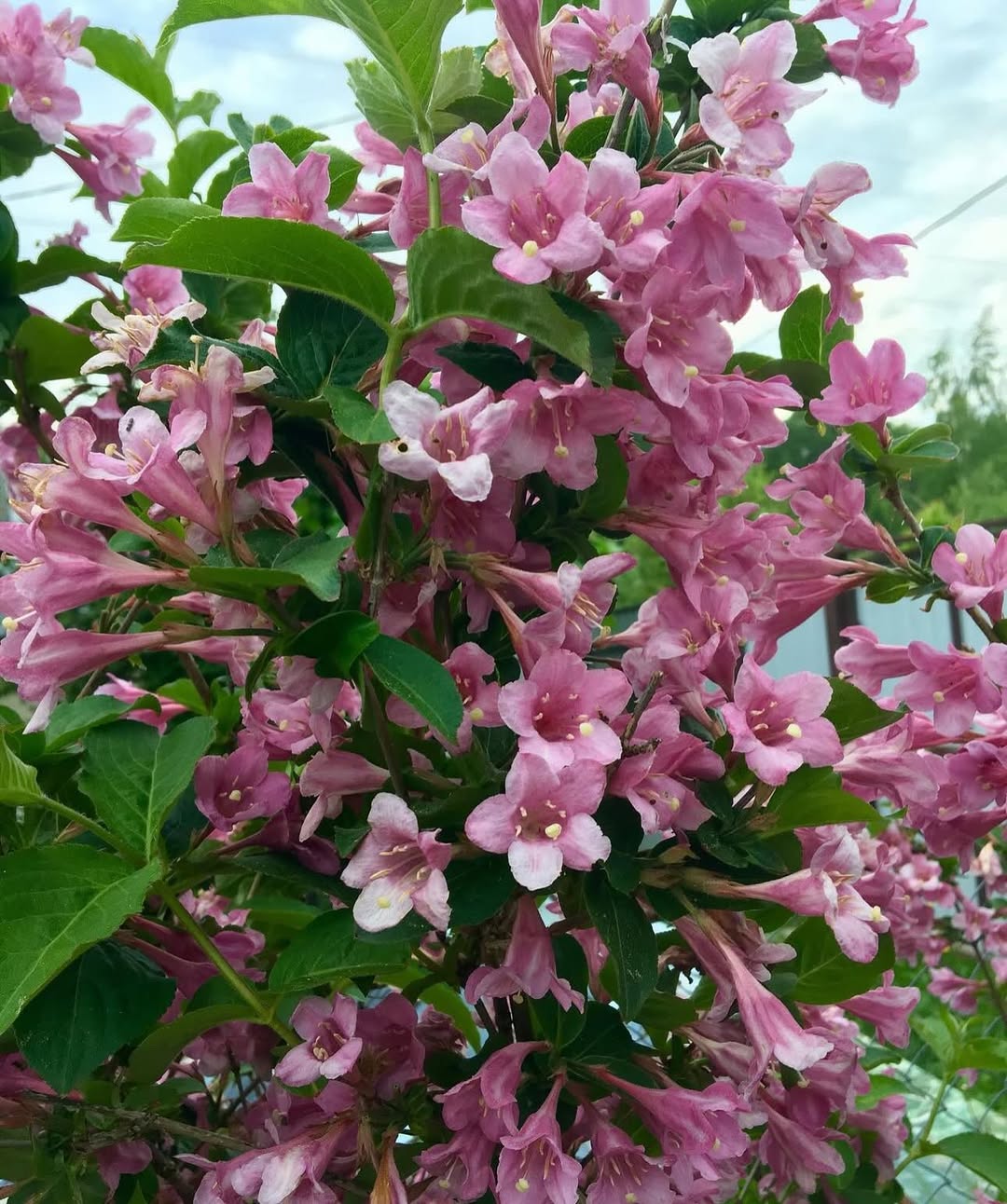 Weigela florida