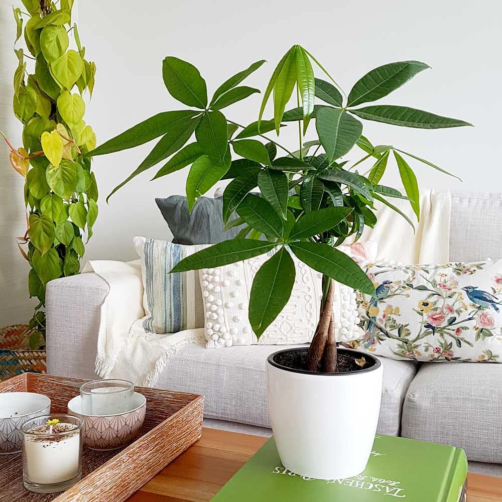 What is a Guiana Chestnut