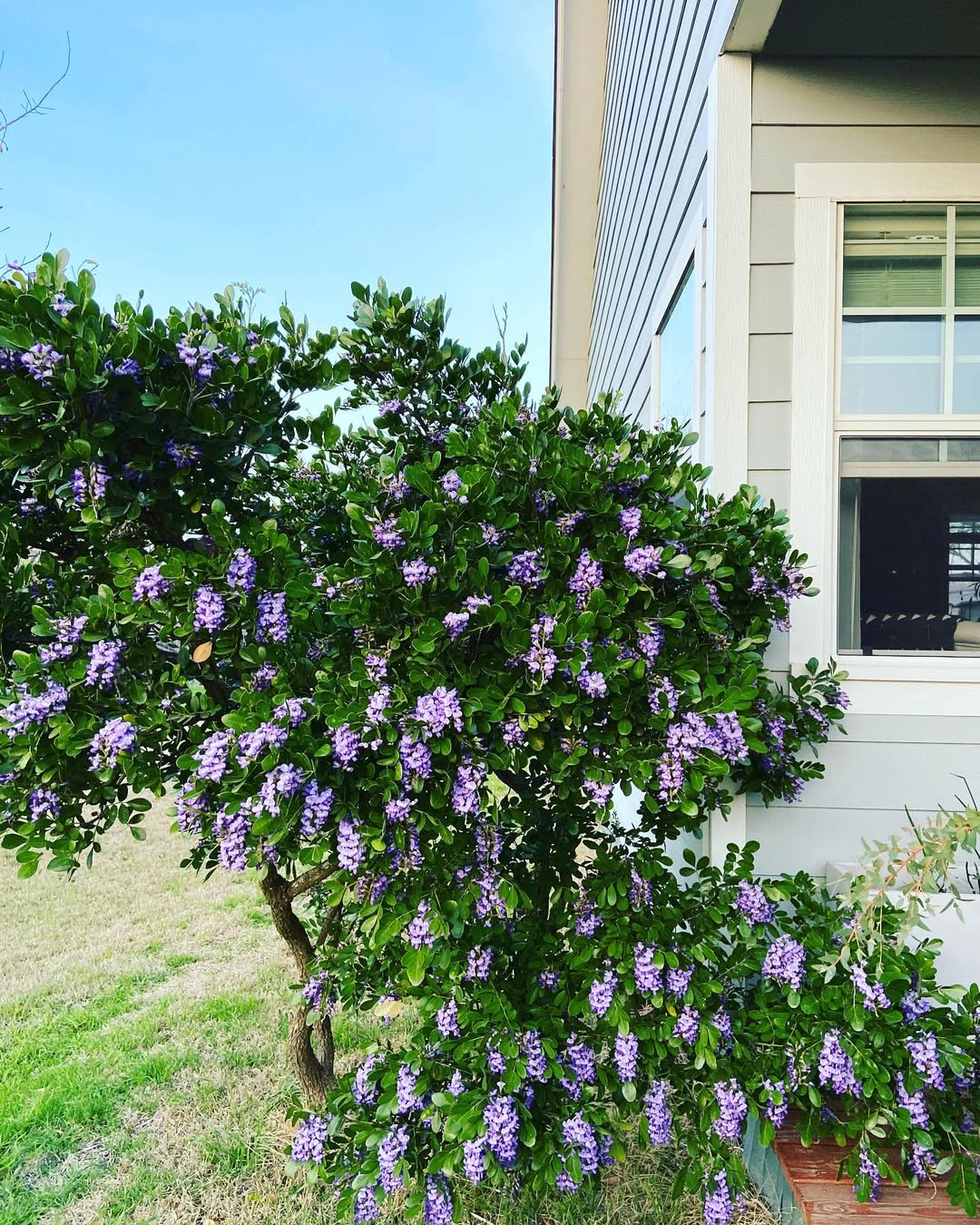 Texas Mountain Laurel
