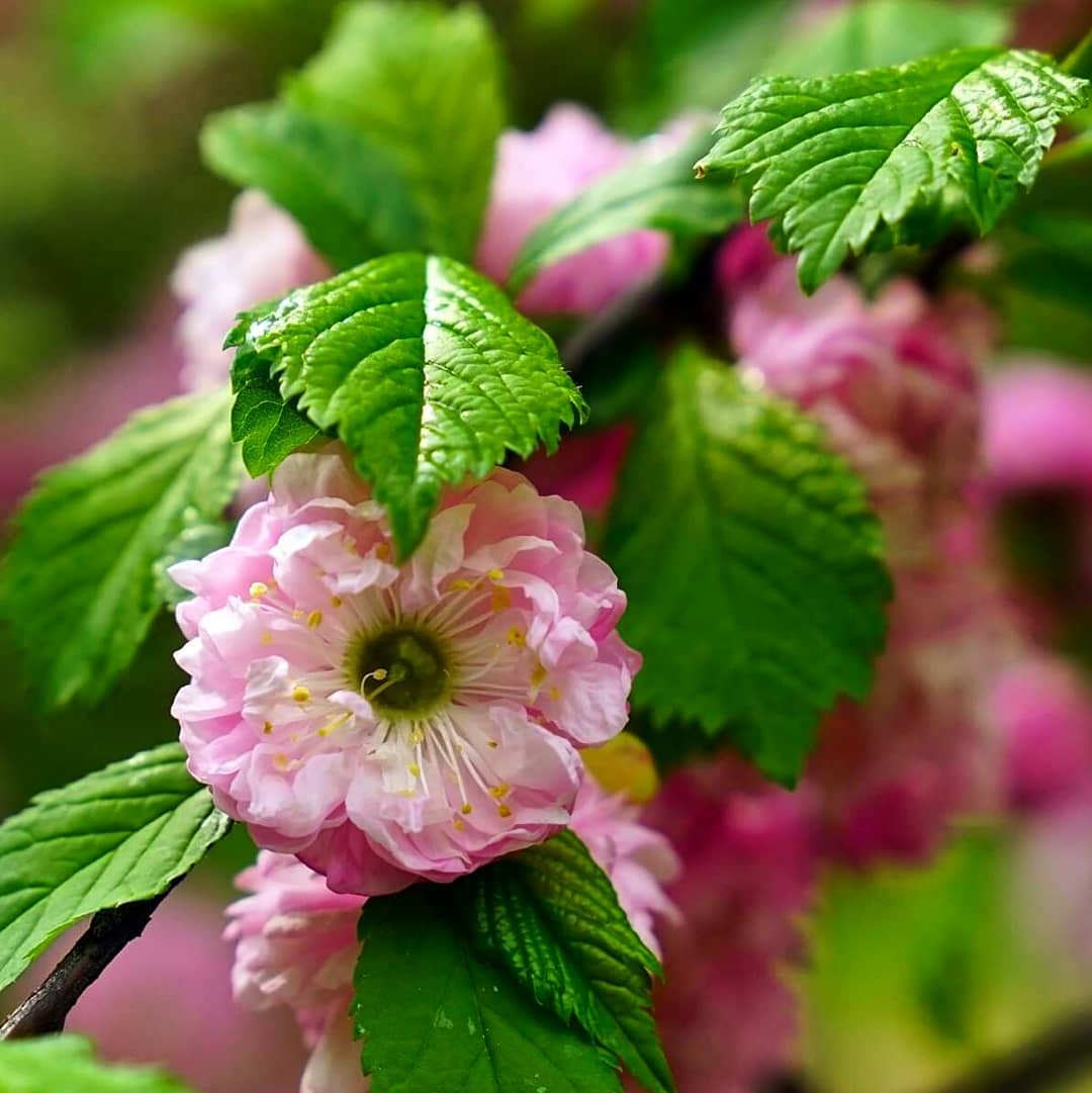 Flowering Almond (Prunus glandulosa)
