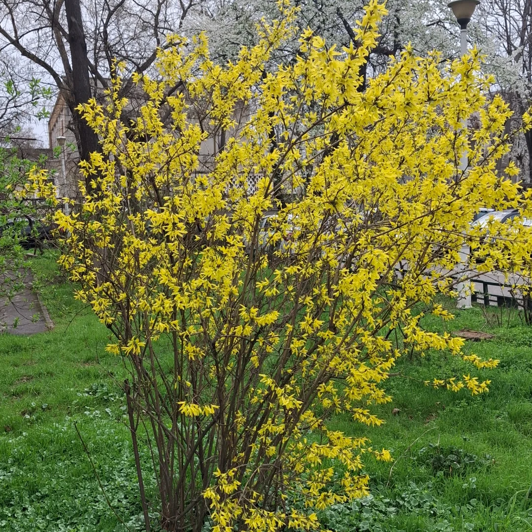 Forsythia (Forsythia x intermedia)
