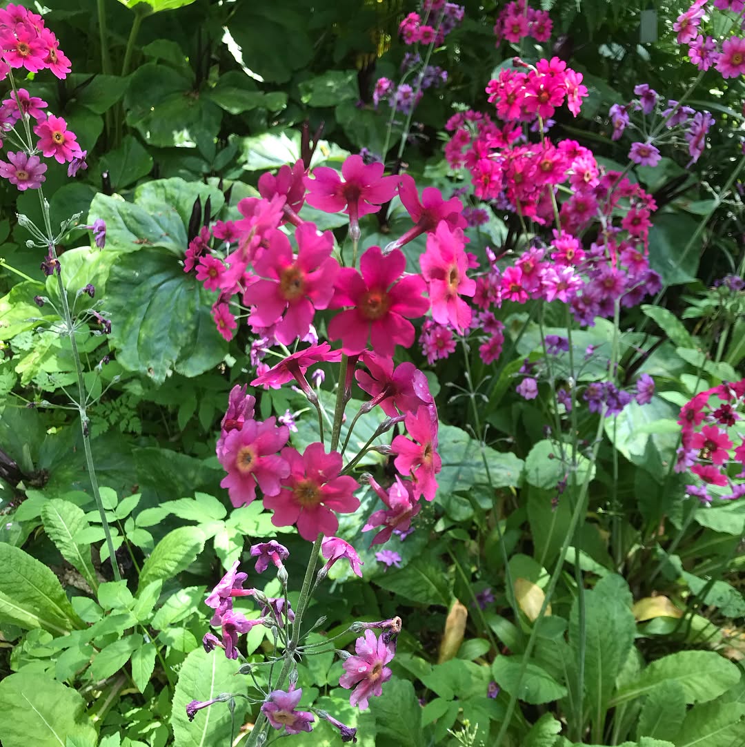 Japanese Primrose - flowers starting with J