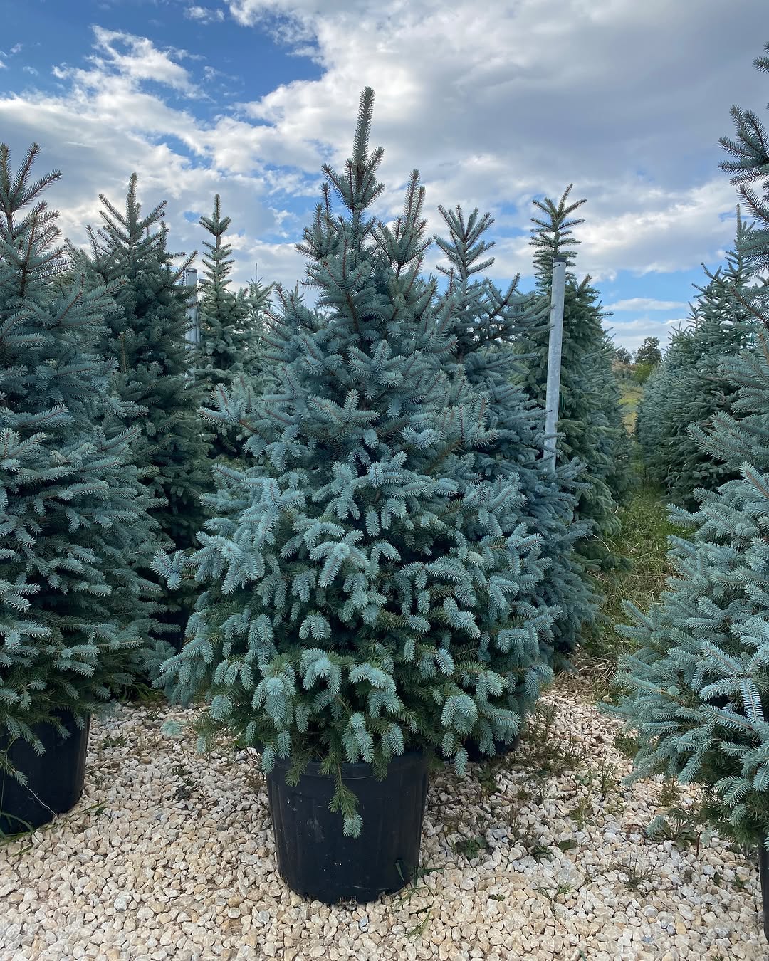 Columnar Blue Spruce (Picea pungens ‘Fastigiata’)