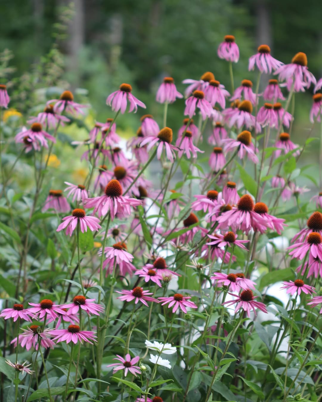 6. Coneflower (‘Pink Double Delight’)
