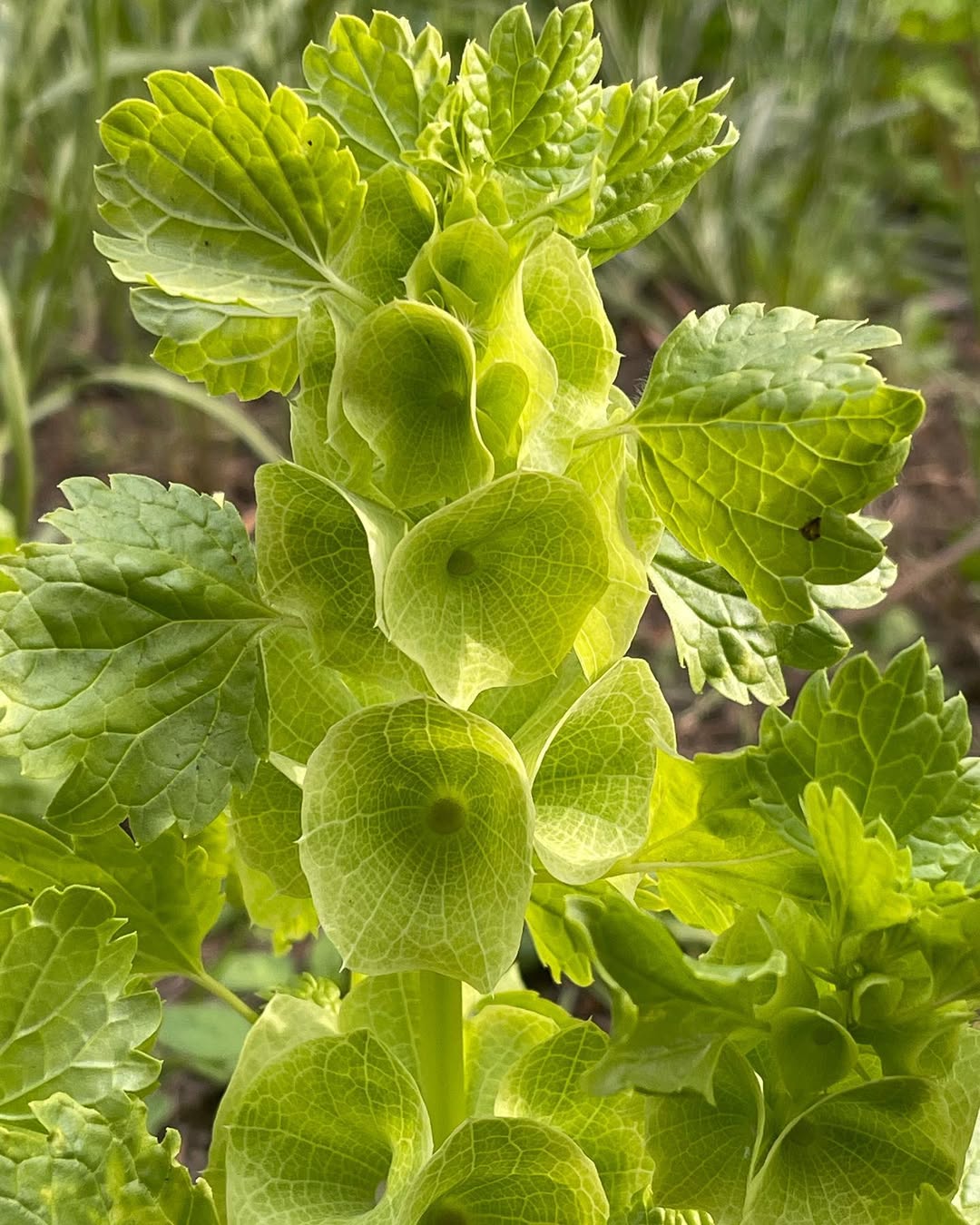 Bells Of IrelandMy first sowing of Bells of Ireland didn’t do to well. I am definitely going to have to start more. Bells of Ireland are a hardy annual