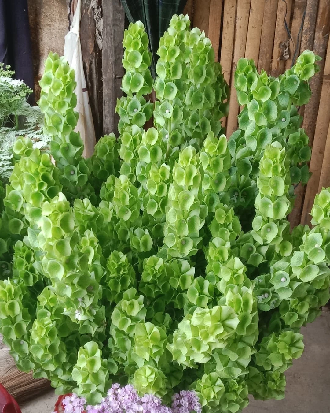 What Are Bells of Ireland?