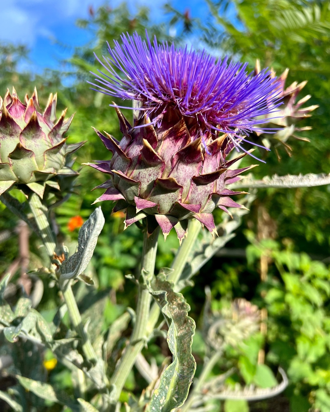 Cardoon