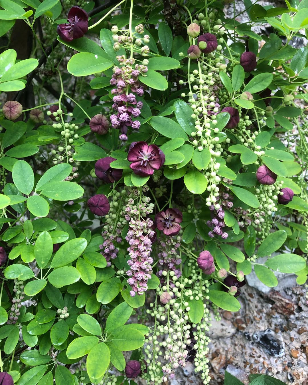 Chocolate Vine (Akebia quinata)