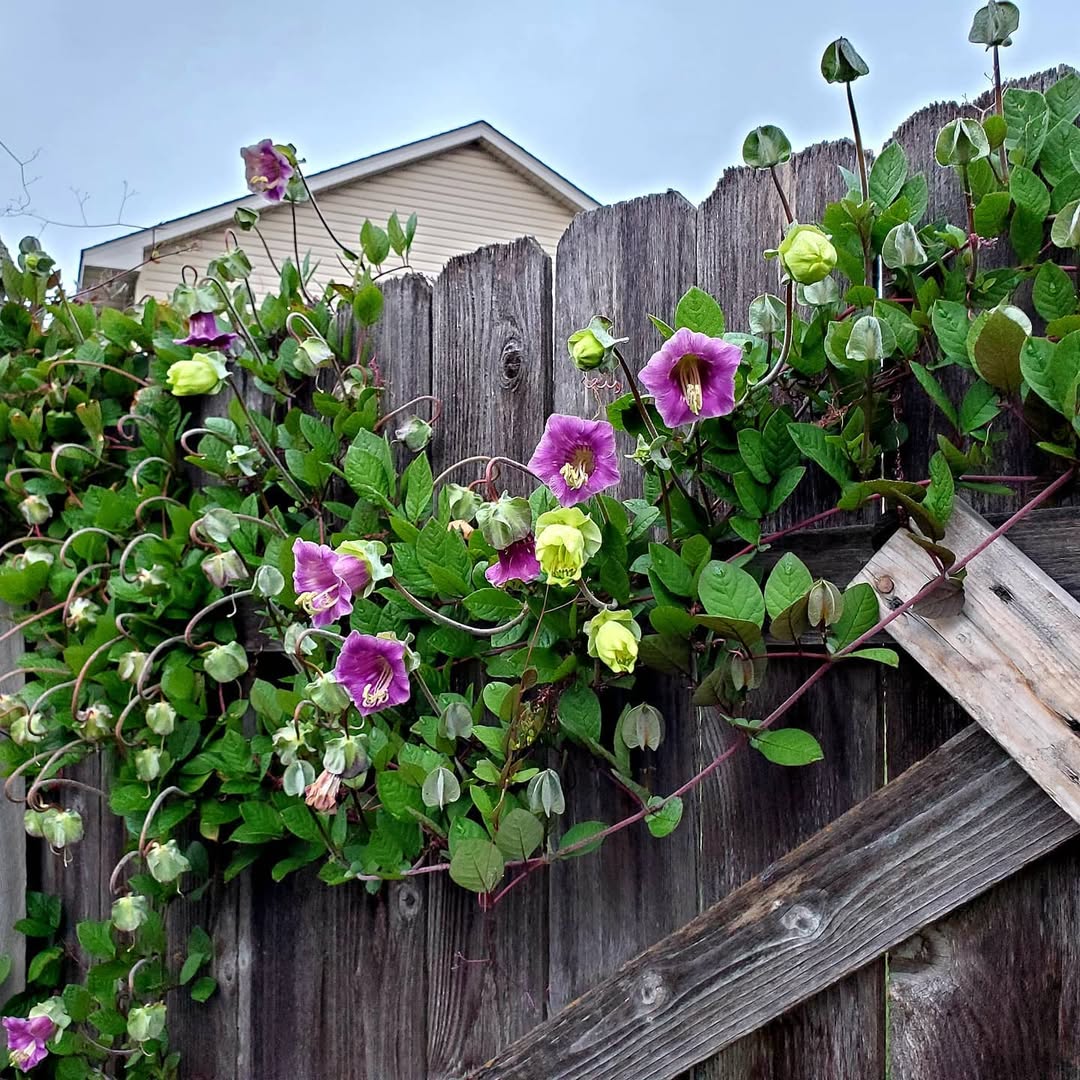 Cup and Saucer Vine (Cobaea scandens)
