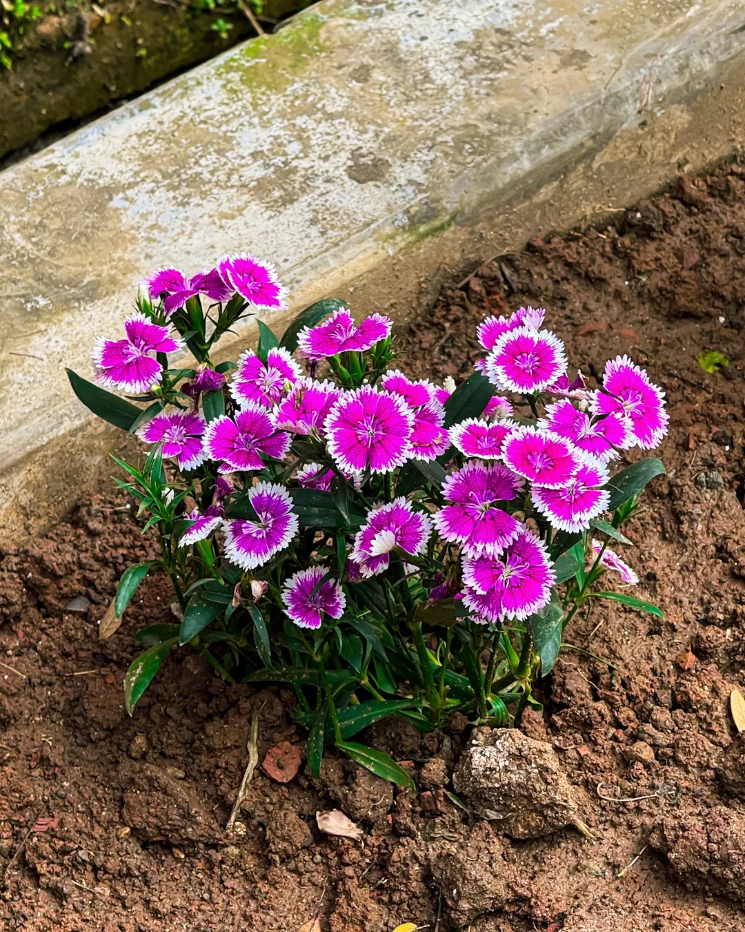 Dianthus (‘Pink Kisses’)