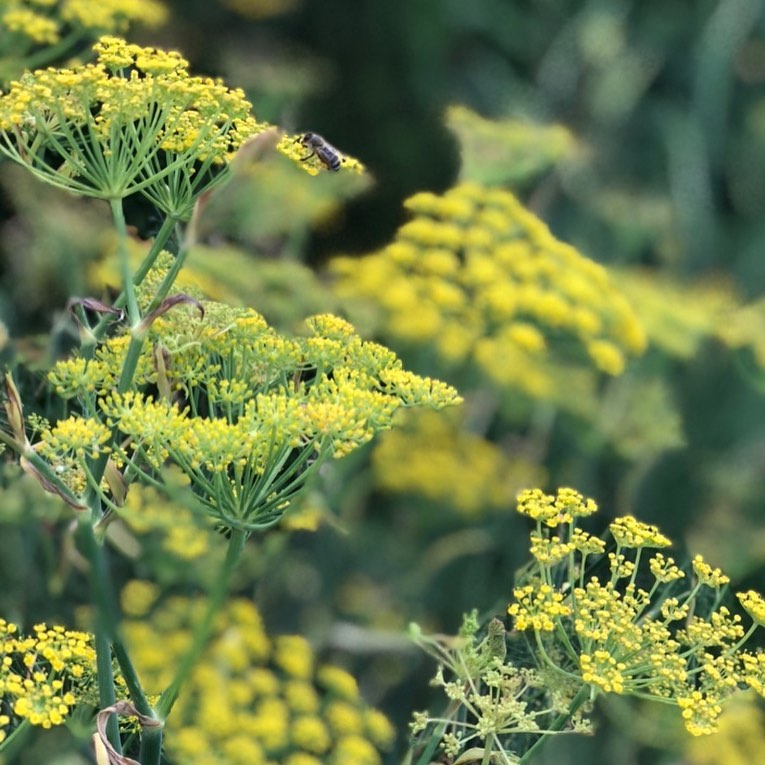 Foeniculum vulgare