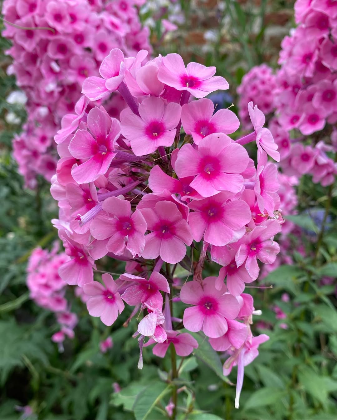 Garden Phlox (‘David’)