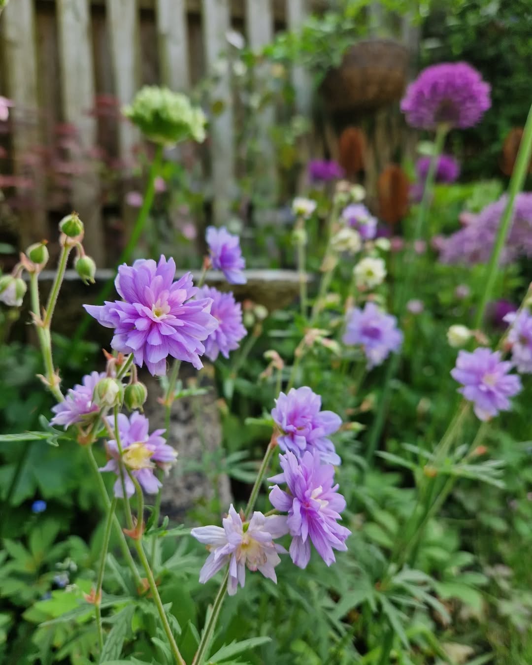 Geranium (‘Rozanne’)