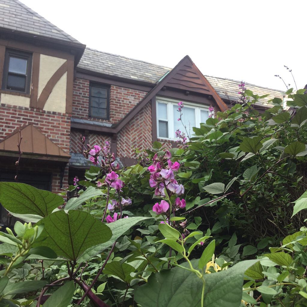Hyacinth Bean (Lablab purpureus)