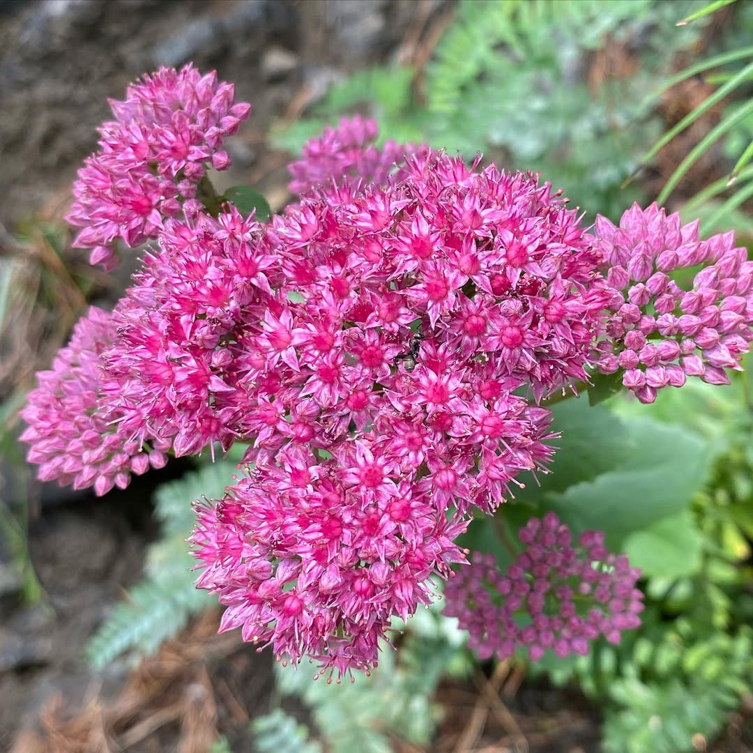 Sedum (‘Autumn Joy’)