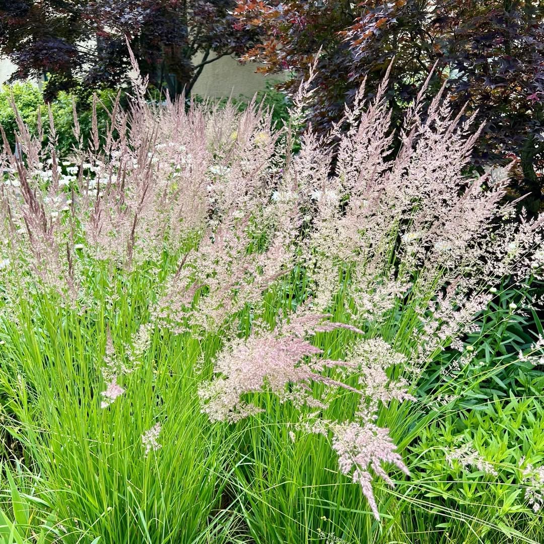 Karl Foerster Feather Reed Grass (Calamagrostis x acutiflora)