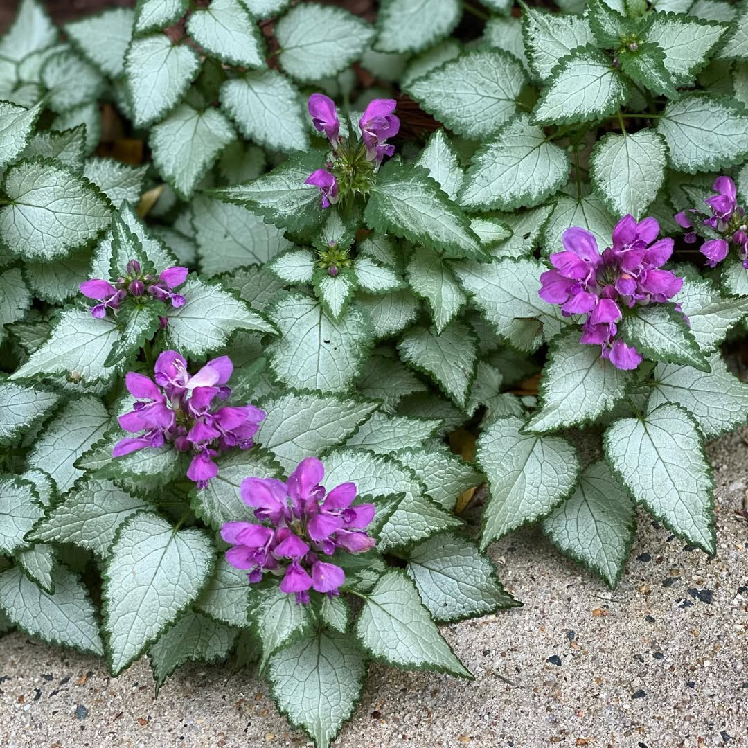 Lamium (‘Pink Chablis’)