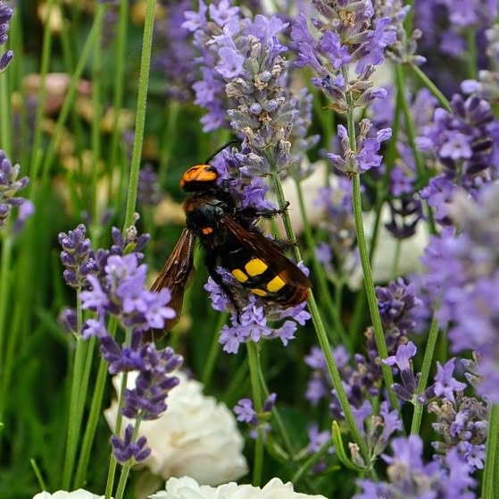 Lavandula angustifolia and Scolia maculata