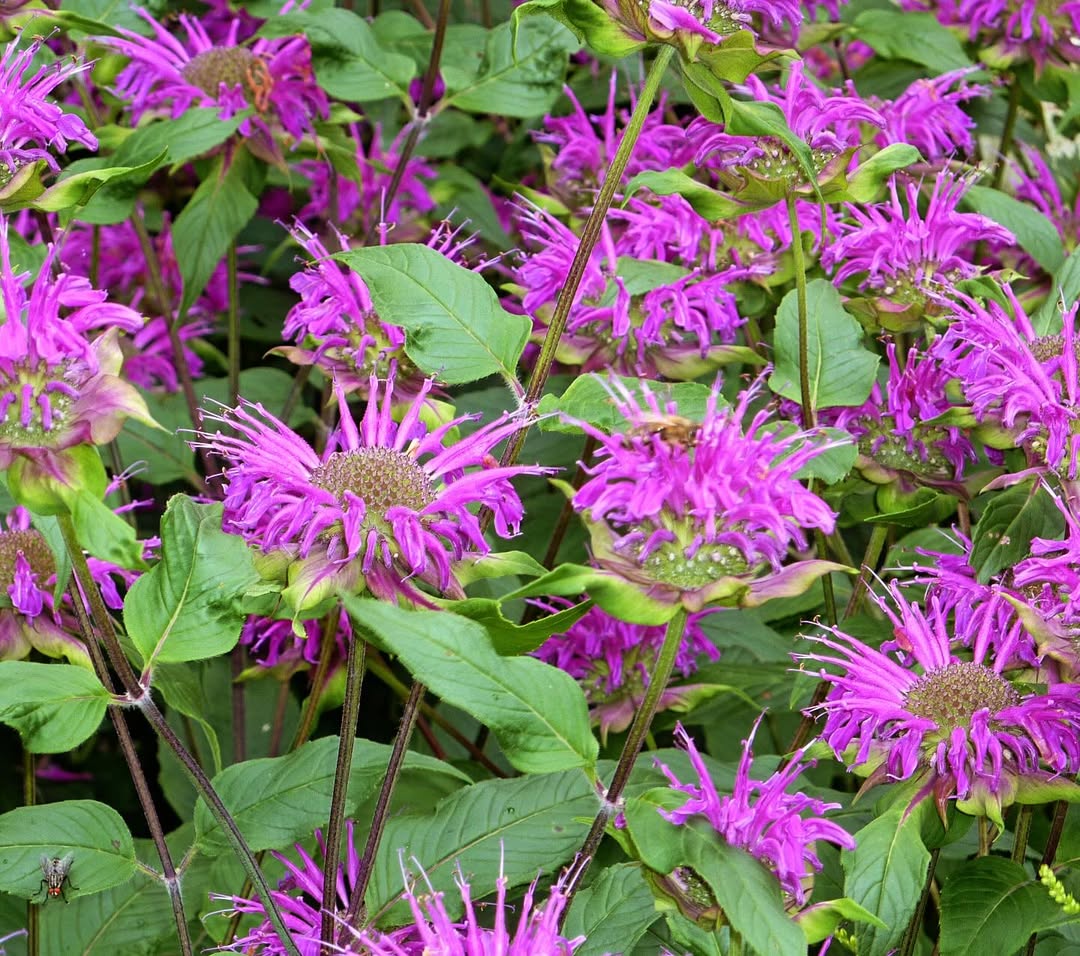 10. Bee Balm (‘Pink Lace’)