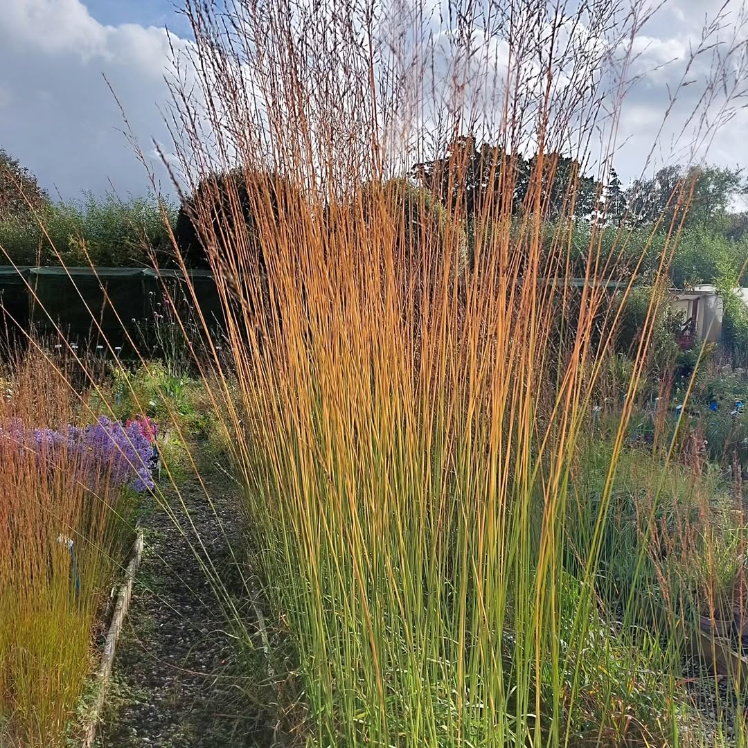Purple Moor Grass (Molinia caerulea)