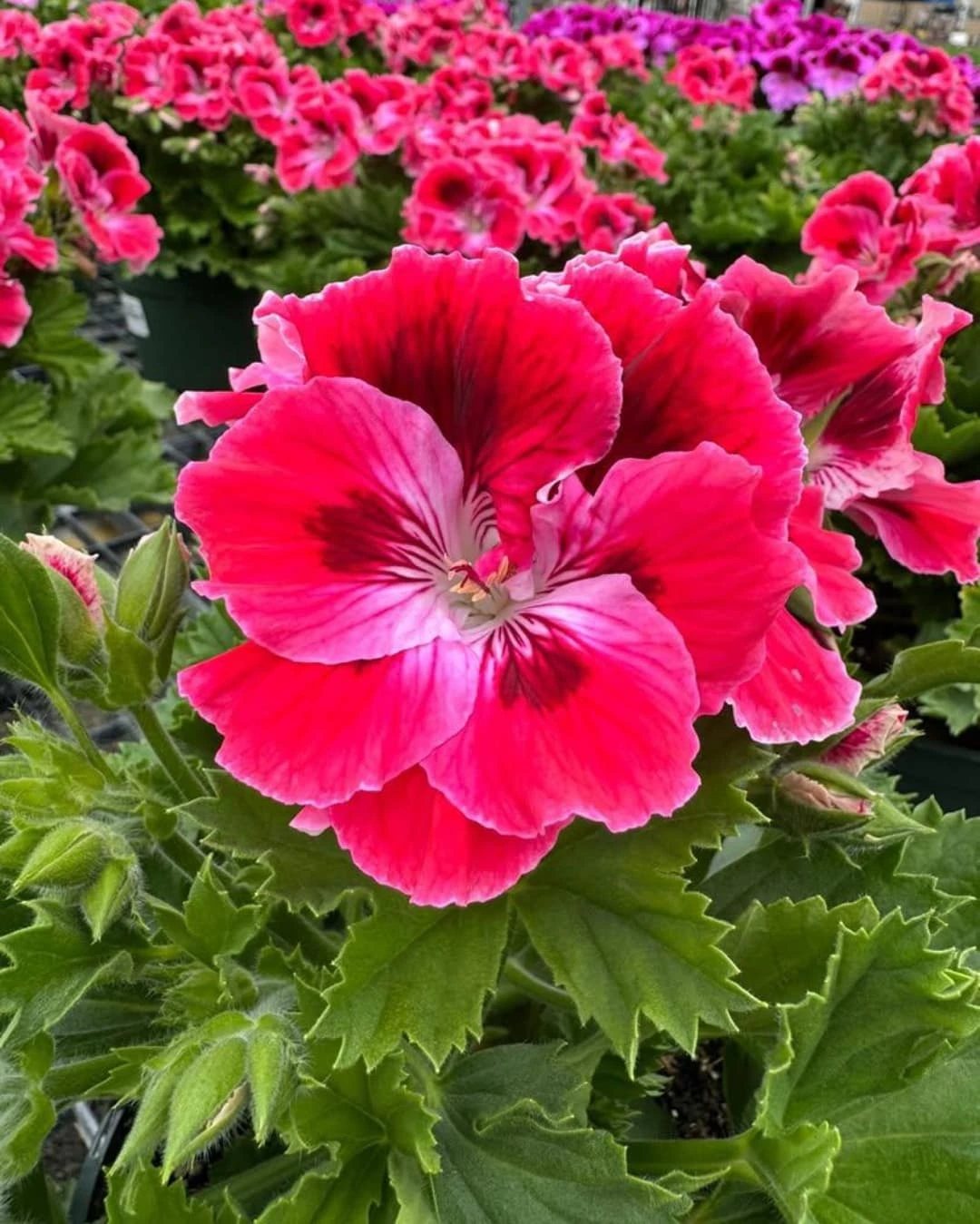 Regal Geraniums are vibrantly colored and a sure way to add early spring color. They also go by the name Martha Washington Geraniums, named after the wife of President George