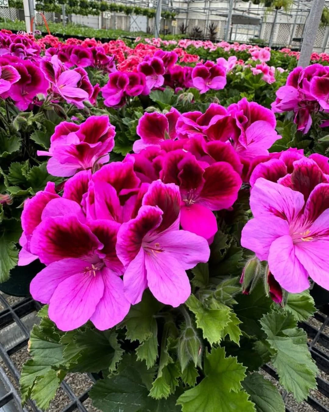 Regal Geraniums