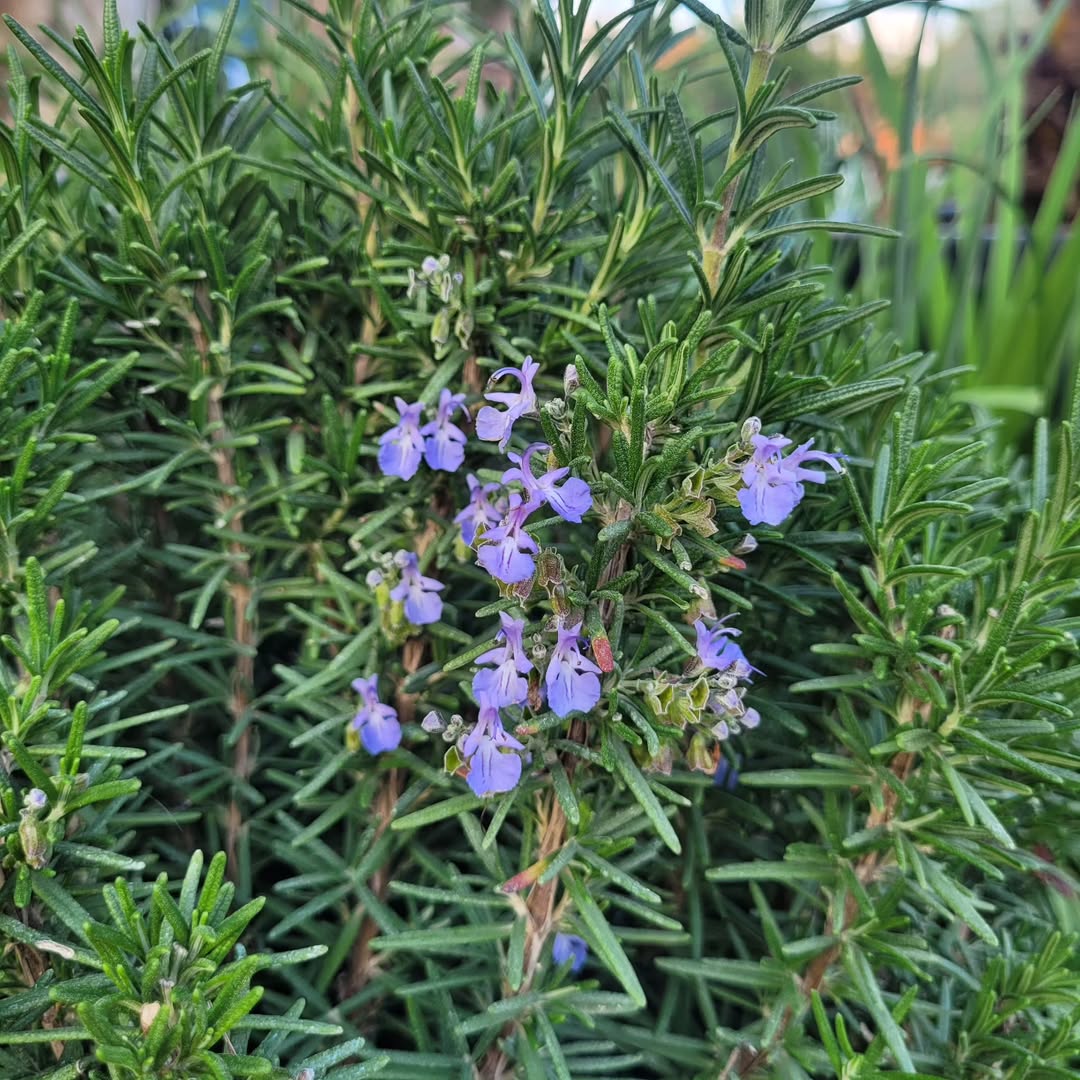 Rosmarinus officinalis - Biberiye