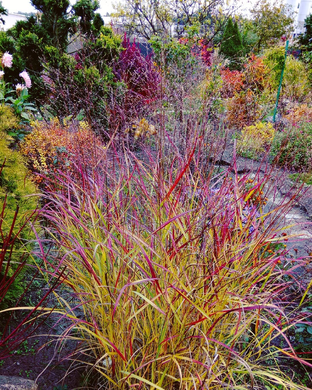 Switchgrass ‘Shenandoah’ (Panicum virgatum)
