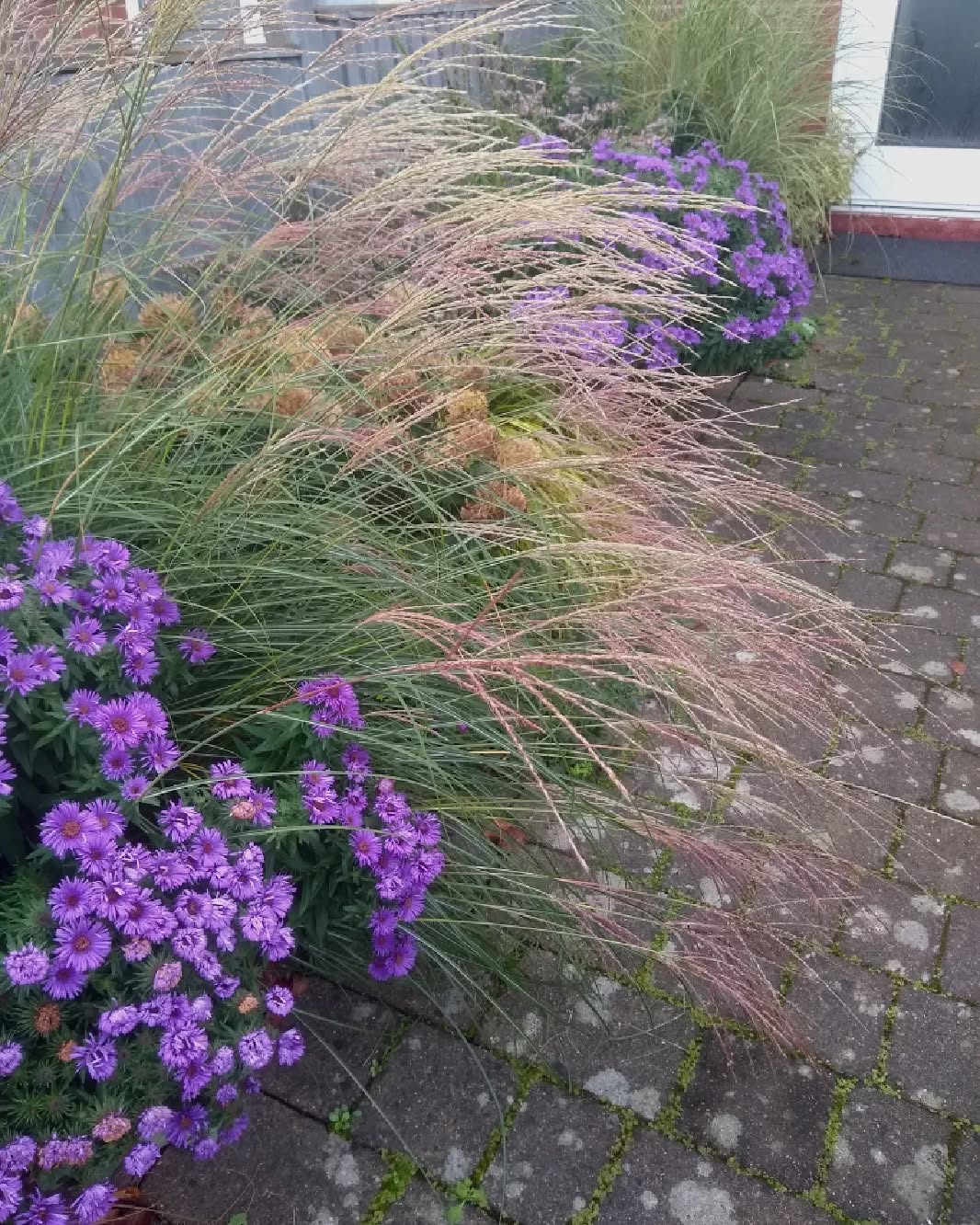 Zebra Grass ‘Purpurascens’ (Miscanthus sinensis)