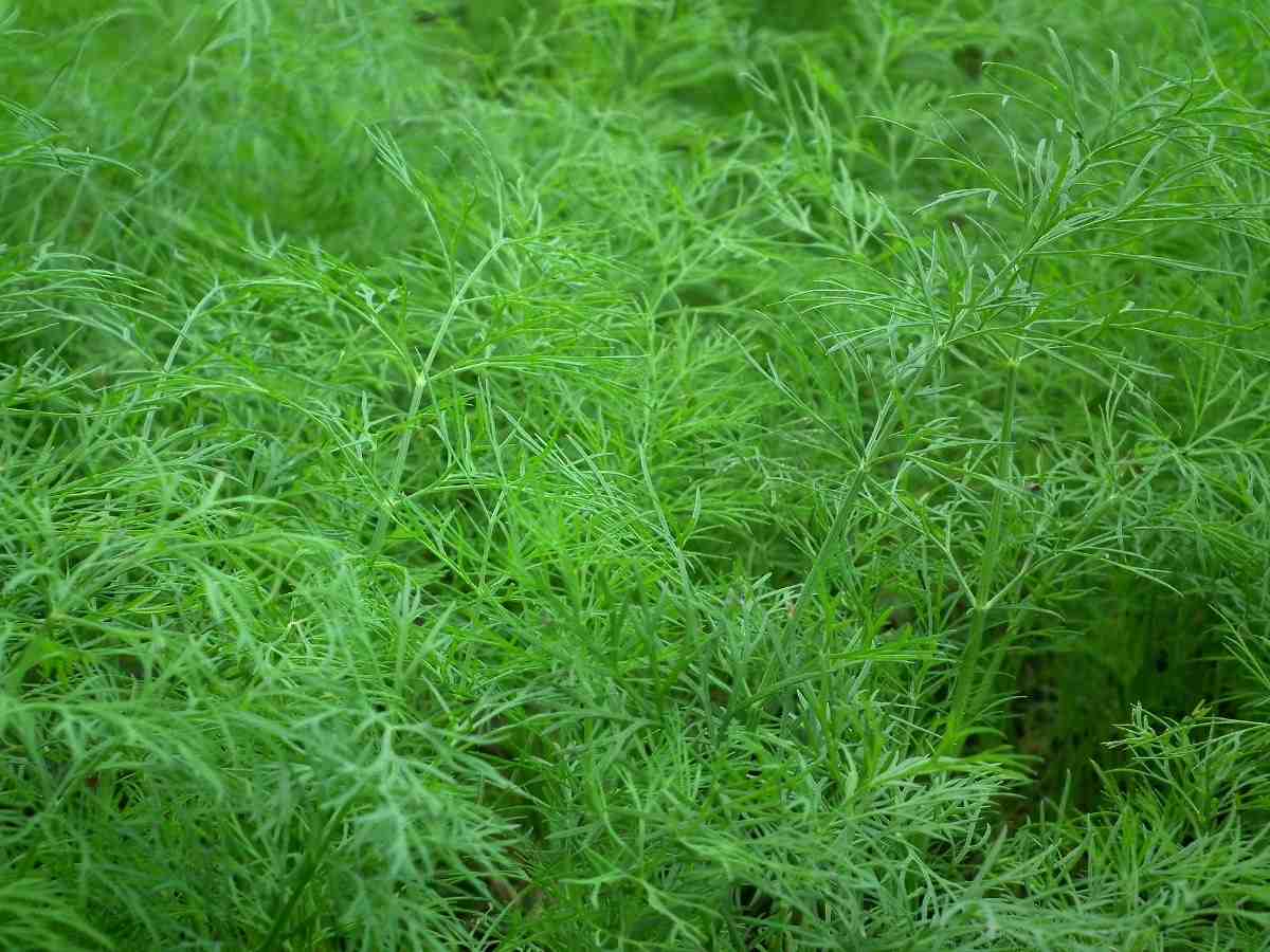 Dill farming