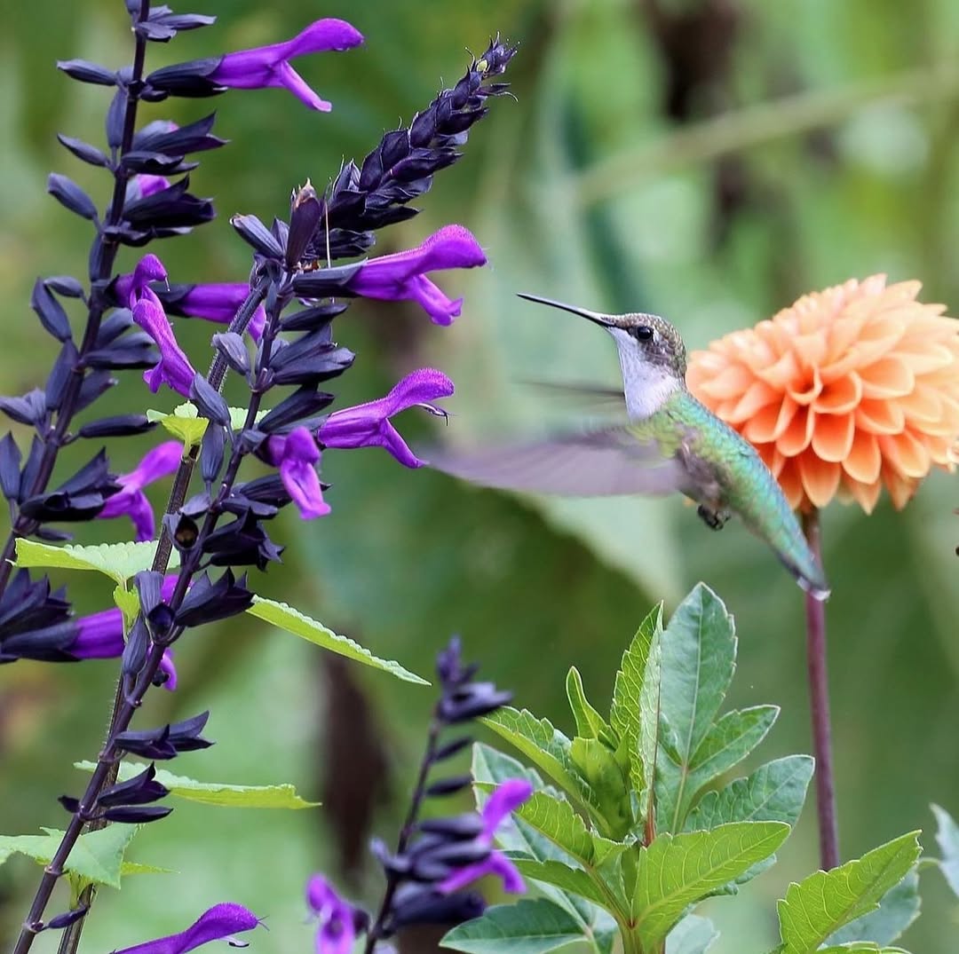 𝗙𝗿𝗶𝗲𝗻𝗱𝘀𝗵𝗶𝗽 𝘀𝗮𝗴𝗲 ( 𝗦𝗮𝗹𝘃𝗶𝗮 𝘅 ‘𝗔𝗺𝗶𝘀𝘁𝗮𝗱’ )