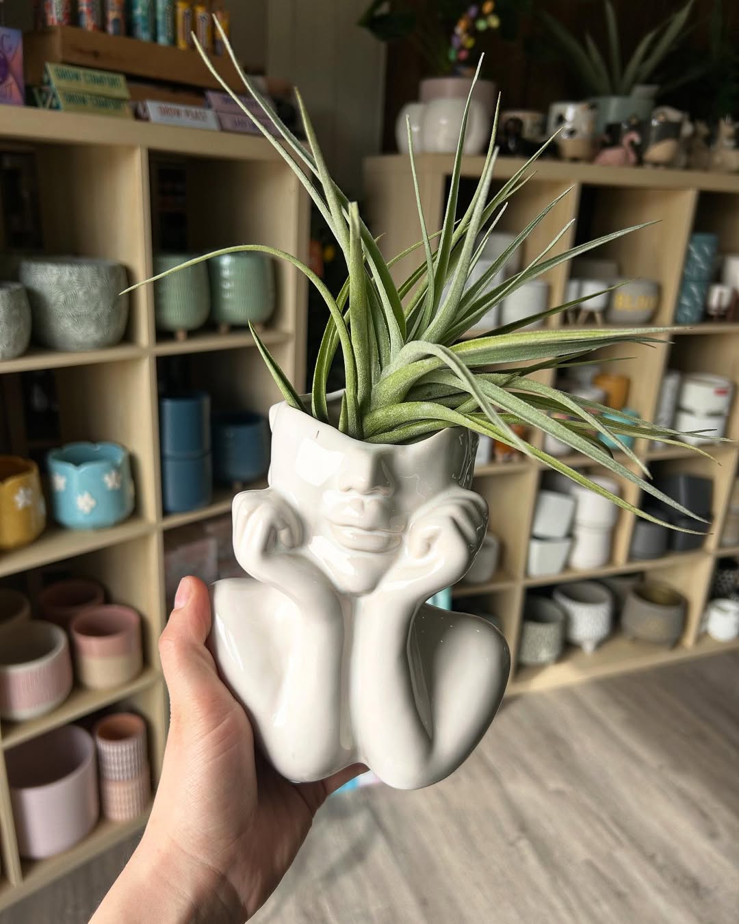 Air Plants from cuttings