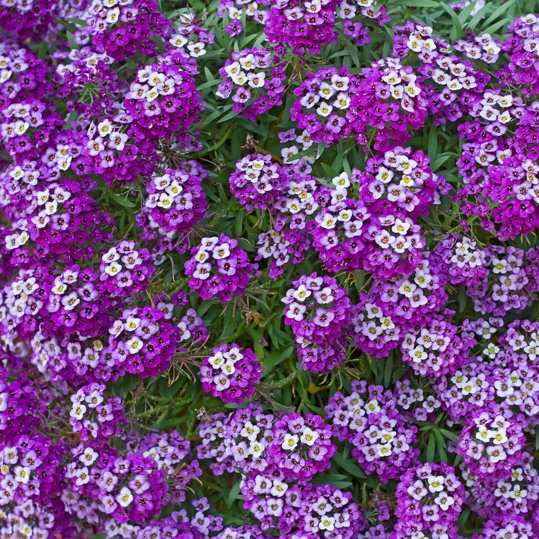 Alyssum Fragrant Carpet Mix - Perfect for Small Spaces!  Looking to add a touch of charm to your small space garden Alyssum Fragrant Carpet Mix is the answer!   