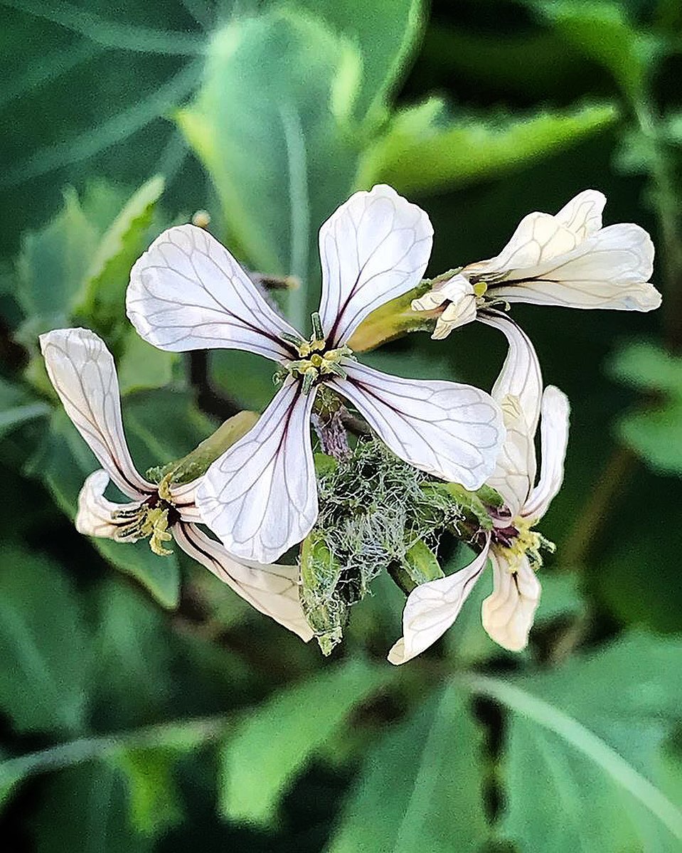 Arugula Flowers #edibleflowers