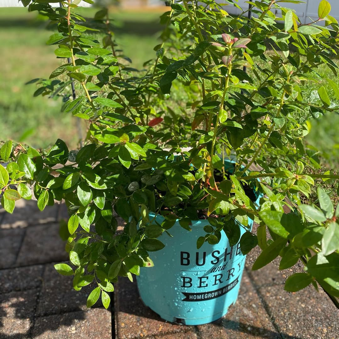 Blueberry Bush