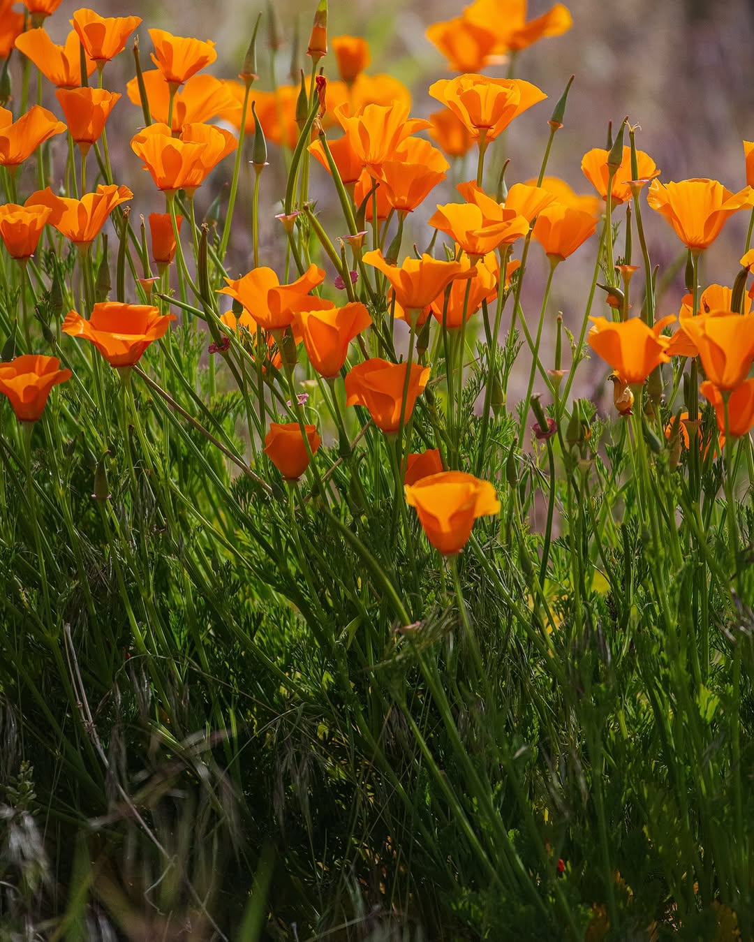California Poppy (Eschscholzia californica)