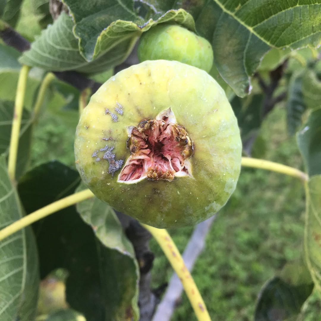 Common Fig tree (Ficus carica)-